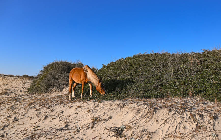 Wild Horses of the Outer Banks is a top thing to see and do in OBX