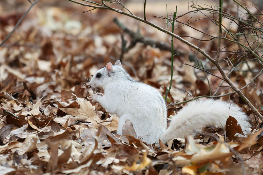 The famous White Squirrel of Brevard, NC top thing to see in Brevard
